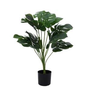 Potted Plant Monstera 60cm