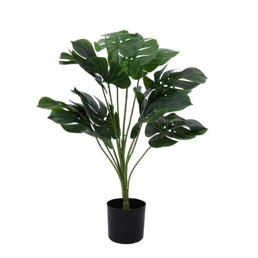 Potted Plant Monstera 60cm