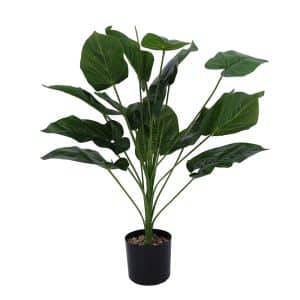 Potted Plant Philodendron 67cm
