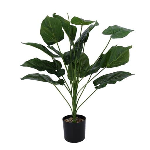 Potted Plant Philodendron 67cm